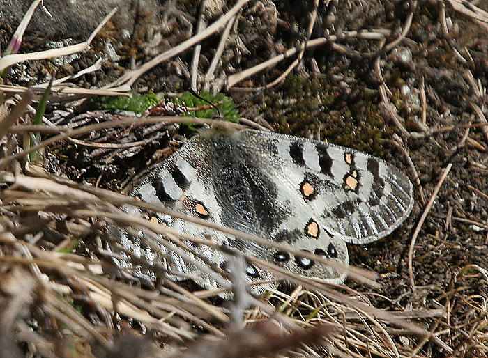 File:Butterfly Im IMG 7199.jpg