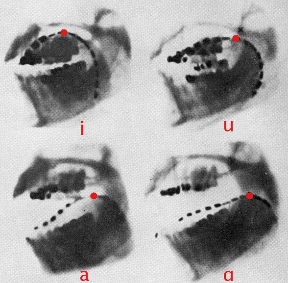 Файл:Cardinal vowels-Jones x-ray.jpg