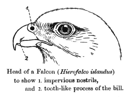 File:FalconHeadBeak.png