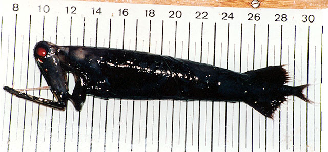 File:Malacosteus niger (black).jpg