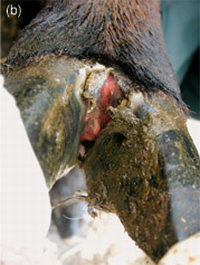 File:Shorthorn heifer foot-and-mouth disease2.png