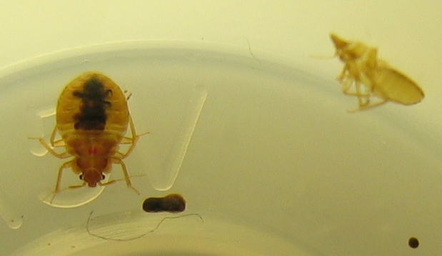 File:Bedbug1.JPG