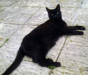 File:Bombay cat.jpg