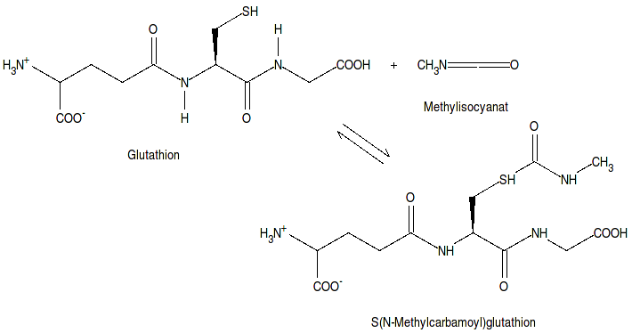 File:Glutathionmethylisocyanat.png