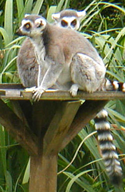 File:Ring-tailed lemur cropped.jpg