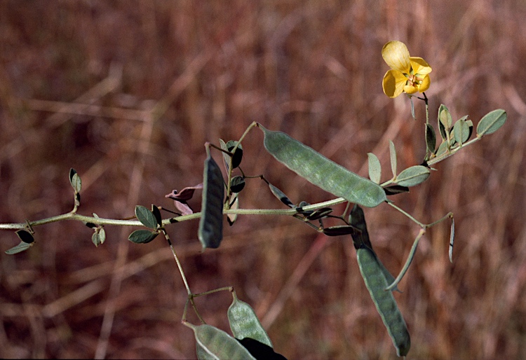 File:Senna oligoclada fruit.jpg