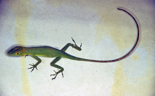 File:Anolis purpurescens.png