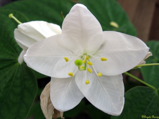 File:Bauhinia Acuminata.jpg