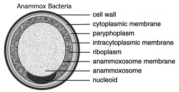 File:Brocadia anammoxidans.jpg