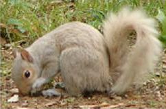 File:Non-albino White Squirrel.JPG