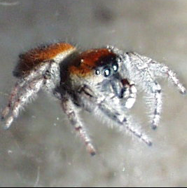 File:Phidippus species.jpg