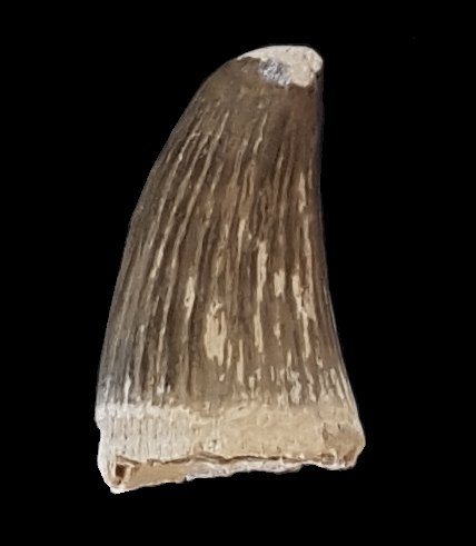 File:Tylosaurus ivoensis tooth.png