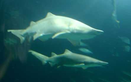 Archivo:White Shark Valencia's oceanografic.jpg