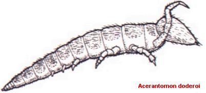 File:Acerantomon doderoi.jpg