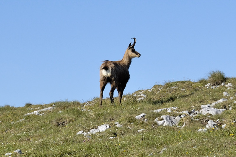 Файл:Chamois at schneeberg.jpg