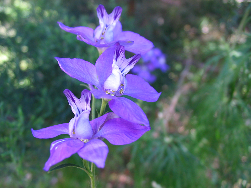 File:Consolida ajacis detalle flor.jpg