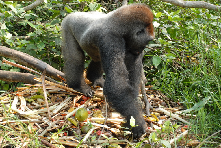 File:Gorilla gorilla08.jpg