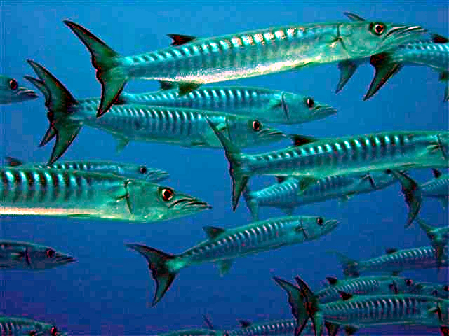 File:School of barracuda.JPG