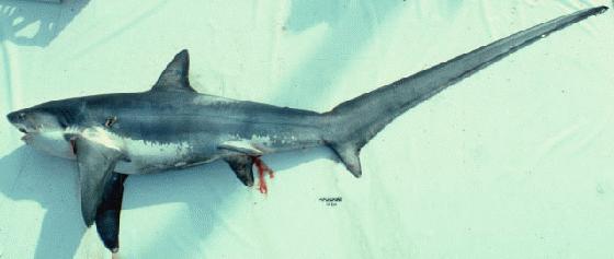 Archivo:Thresher shark.jpg