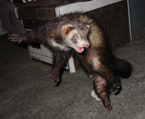 File:Vinnie the Ferret in a War Dance Jump.jpg