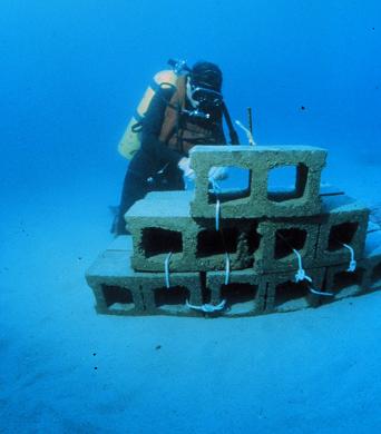 File:Artificialreef.JPG