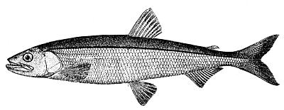 File:Osmerus mordax (line art).jpg