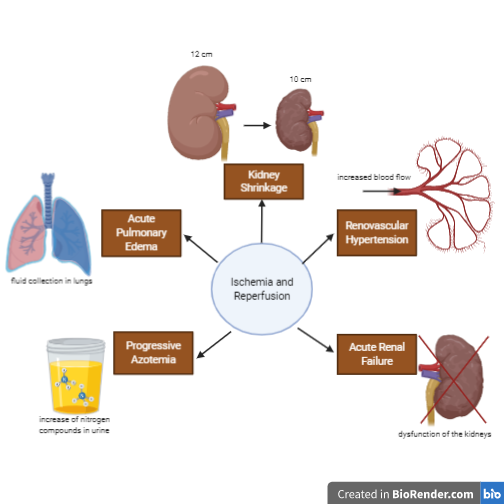 File:Physical symptoms implicated with Kidney Ischemia.png