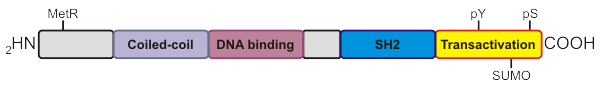 File:Stat domain structure.png