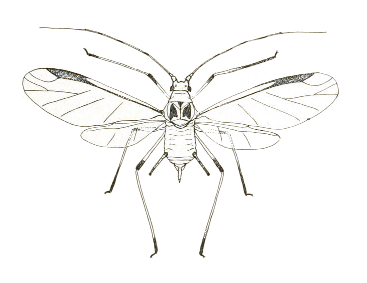 File:Aphid winged.jpg