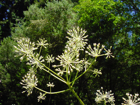 File:Aralia californica flower.jpg