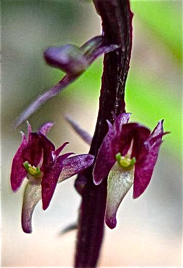 File:Crepidium quadridentatum by Raab Bustamante.jpg