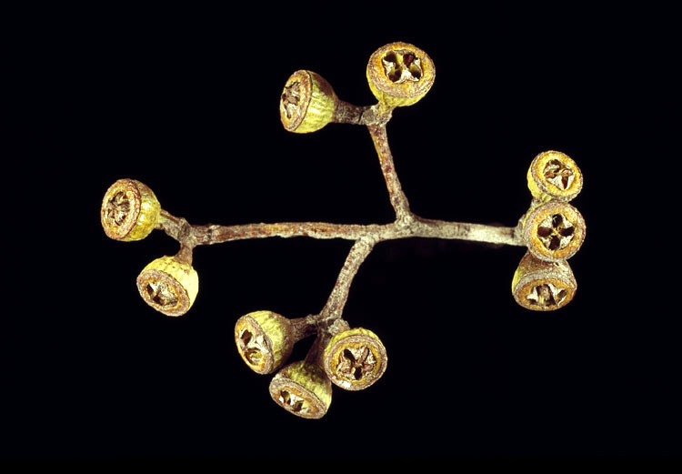 File:Eucalyptus umbra fruit.jpg