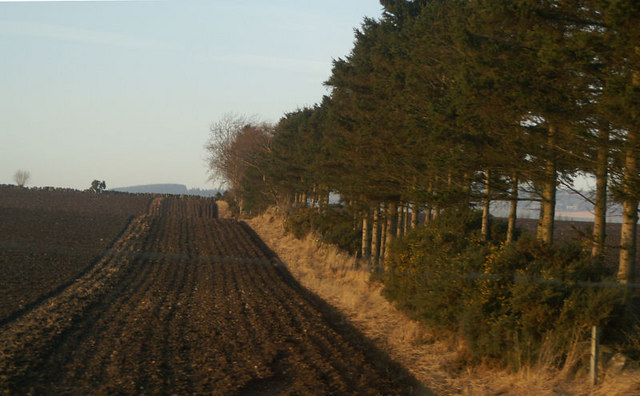 File:Windbreak near New Alyth - geograph.org.uk - 687555.jpg