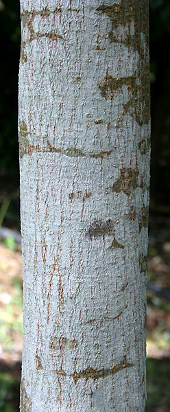 File:Young Bark I IMG 8669.jpg