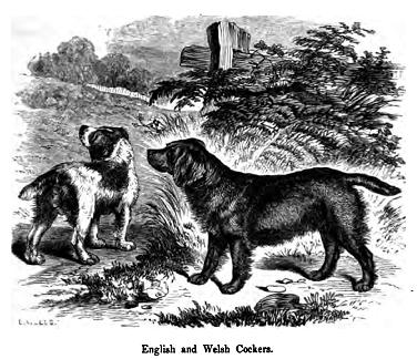 File:111. English and Welsh Cocker.JPG