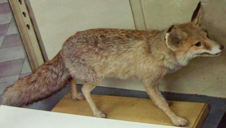 File:Vulpes vulpes flavescens.jpg