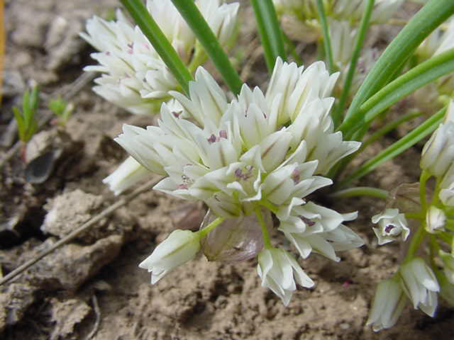 File:Allium simillimum-5-02-04.jpg