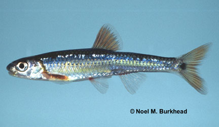 File:Notropis spectrunculus.jpg