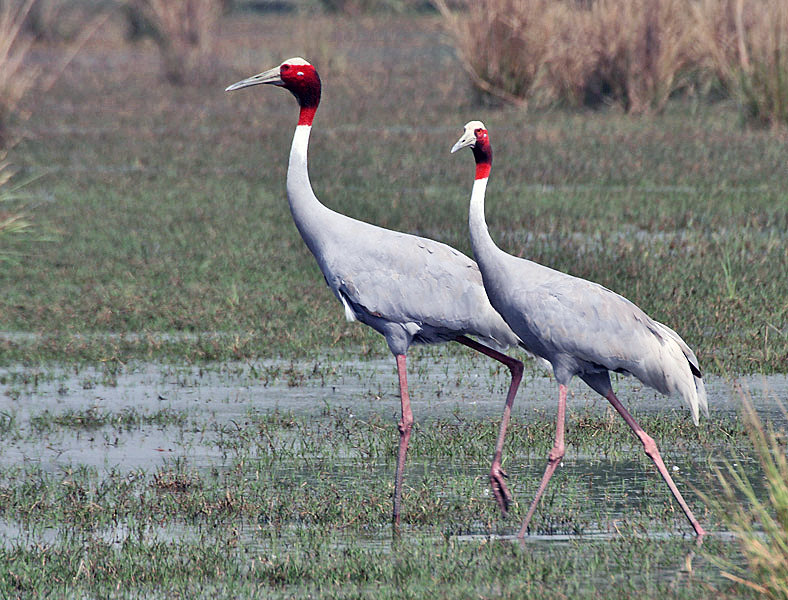 Файл:Sarus Crane (Grus antigone) at Sultanpur I Picture 151.jpg