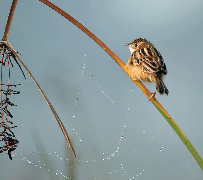 File:Zitting Cisticola & morning dew I IMG 0489.jpg