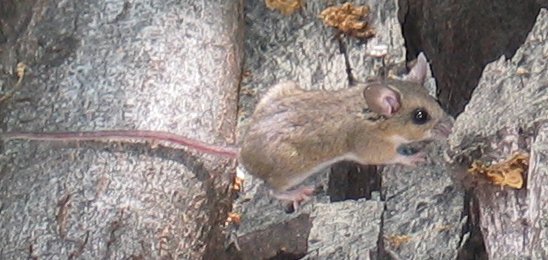 File:Brush mouse cropped.jpg