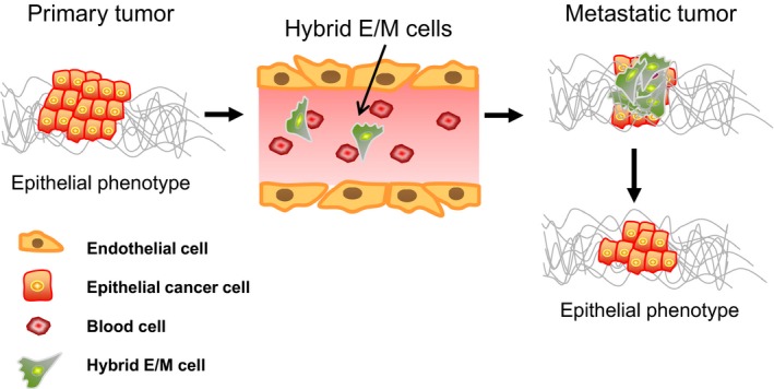 File:EMT and MET while metastasis.jpg