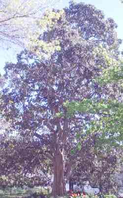 File:Port Jackson Fig.jpg