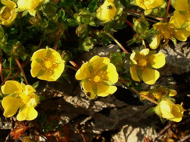 File:Potentilla neumanniana.jpg