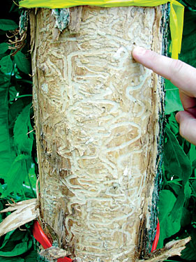 File:Green ash killed by Emerald Ash Borer.jpg