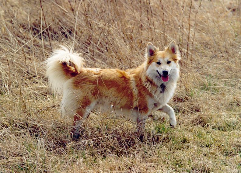 File:Icelandic sheepdog vif vom schloss neubronn 01.jpg