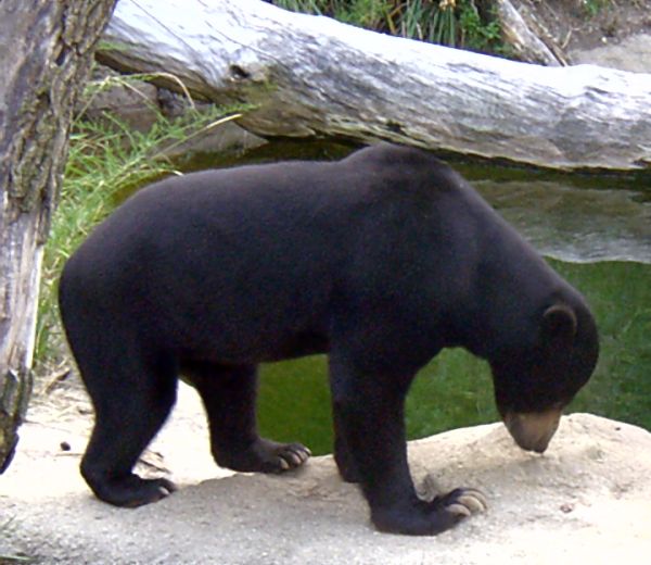 File:Sun Bear.jpg