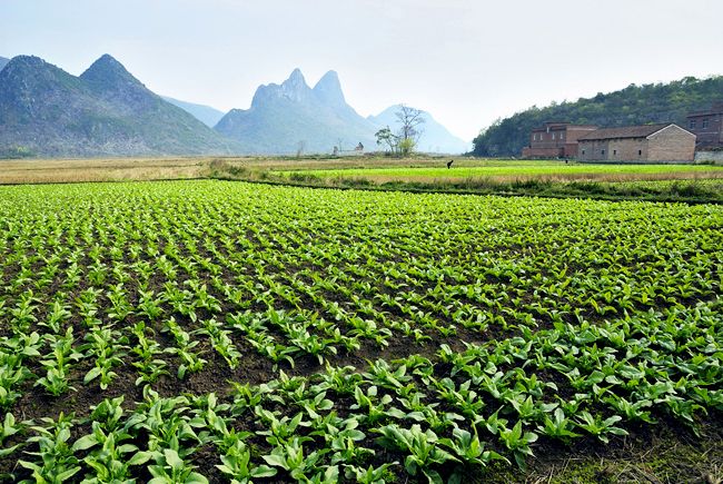 File:合山市北泗乡瀑泉村 - panoramio - jiang-wen-jie (1).jpg