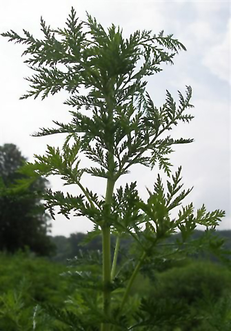 File:Artemisia annua.jpg