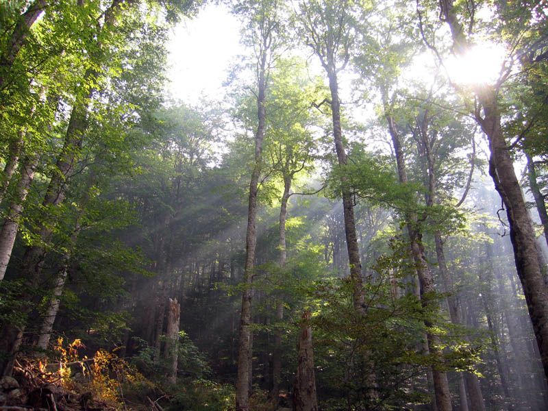 Файл:Biogradska gora.jpg